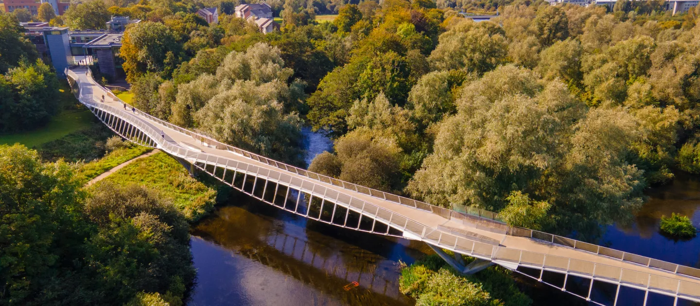 Living bridge in sunshine