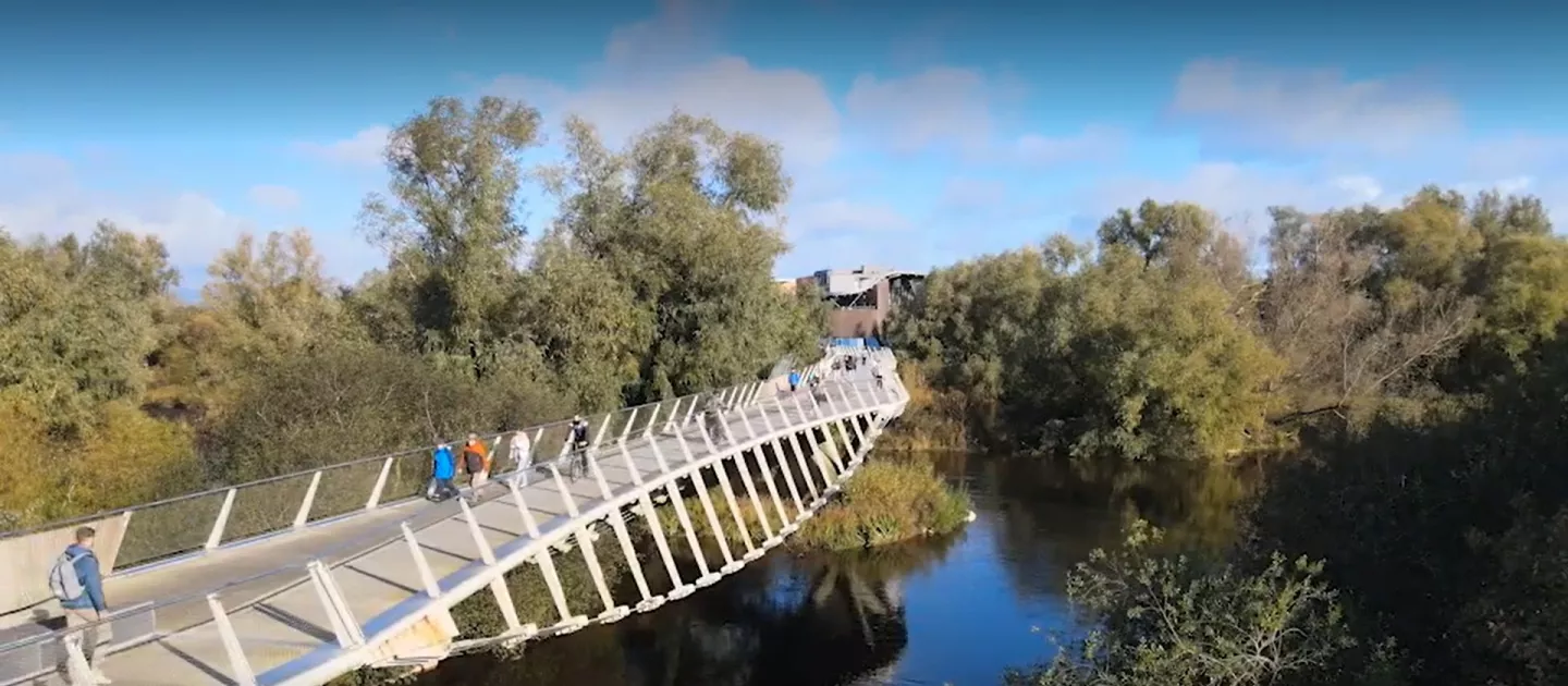 aerial shot of the living bridge