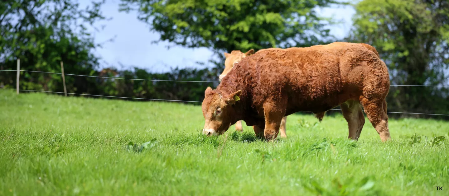 Bullnet Research - picture of bull in field