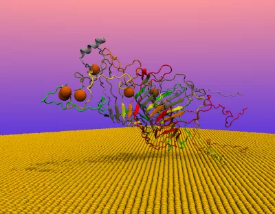 Synuclein on gold