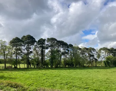 Landscape picture of trees in a field