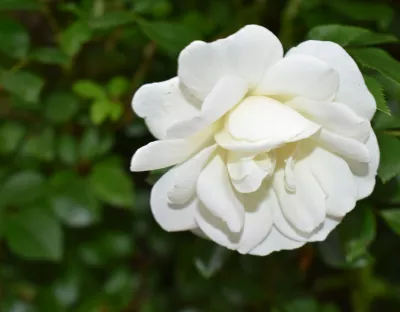 White Flower