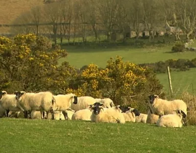 sheep in field