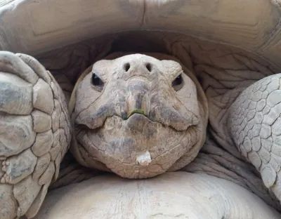 Close up shot of tortoise face