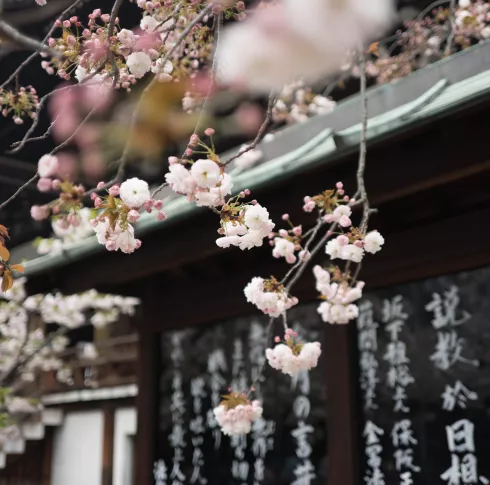 Cherry blossoms in front of kanji writing