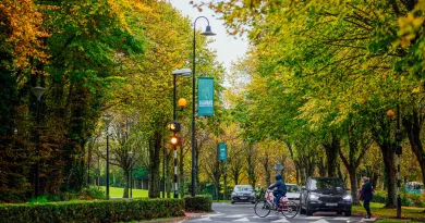 Main campus drive lined with trees