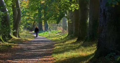 Forest path