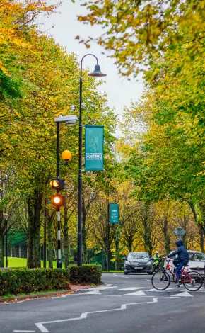 Main campus drive lined with trees