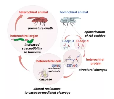 Homochirality