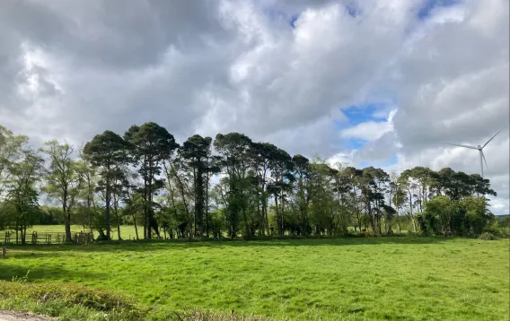 Landscape picture of trees in a field