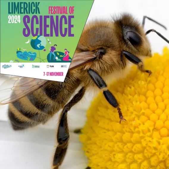 Science Week 24 - Bees