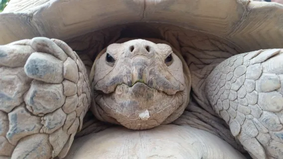 Close up shot of tortoise face