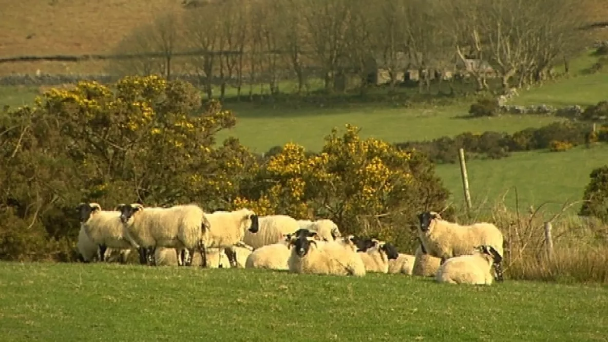 sheep in field